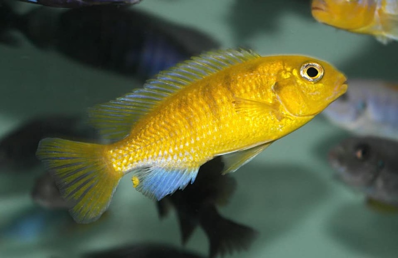 Maylandia barlowi 'Mazinzi Reef'